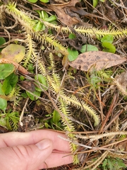 Lycopodiella