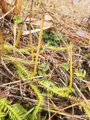 Lycopodiella