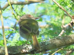 Hemitriccus margaritaceiventer