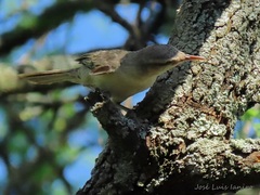 Campylorhynchus turdinus