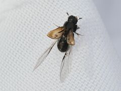 Chilothorax