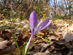 Crocus neglectus