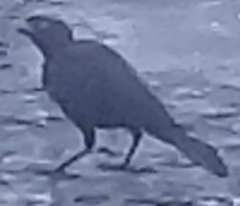 Quiscalus lugubris