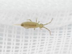 Entomobrya nivalis