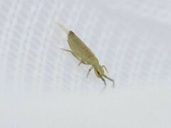 Entomobrya nivalis