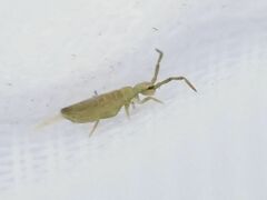 Entomobrya nivalis