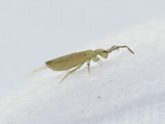 Entomobrya nivalis