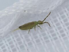 Entomobrya nivalis