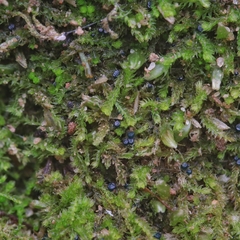 Mniaecia jungermanniae