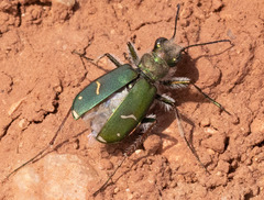 Cicindela purpurea