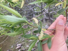 Salix lucida