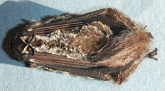 Lasiurus cinereus
