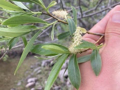 Salix lucida