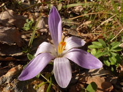 Crocus neglectus