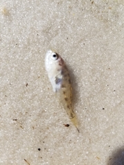 Sciaenidae