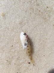 Sciaenidae