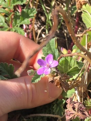 Erodium