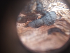 Annulohypoxylon annulatum