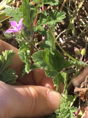 Erodium
