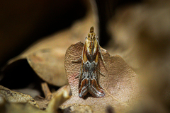 Ancylosis cinnamomella