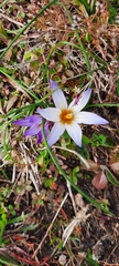 Romulea bulbocodium