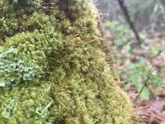 Dicranella heteromalla