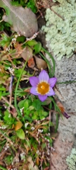 Romulea bulbocodium