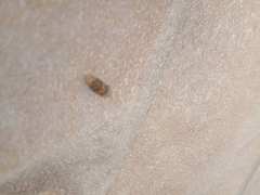 Promalactis procerella