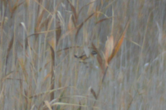 Acrocephalus melanopogon