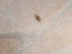 Promalactis procerella