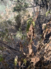 Aristeguietia salvia