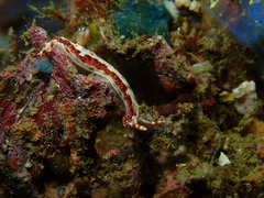 Hypselodoris decorata