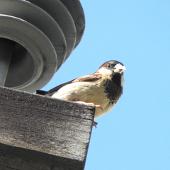 Passer domesticus