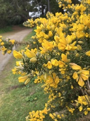 Ulex europaeus