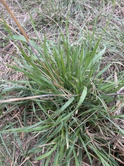Panicum hallii