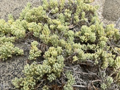 Nolana crassulifolia