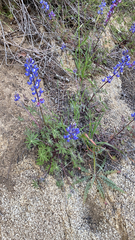 Lupinus sparsiflorus