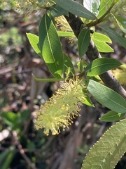 Salix caroliniana