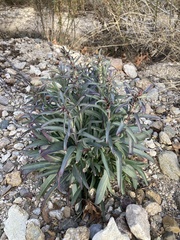 Penstemon parryi