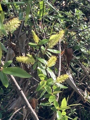 Salix caroliniana