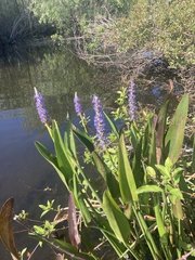Pontederia cordata