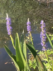 Pontederia cordata