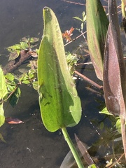 Pontederia cordata