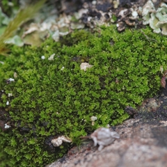 Gymnostomum viridulum