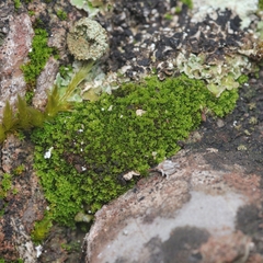 Gymnostomum viridulum