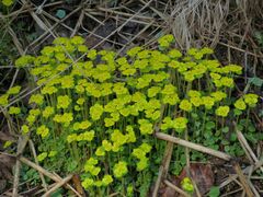 Chrysosplenium serreanum