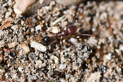 Tetramorium sericeiventre