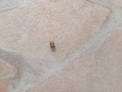 Promalactis procerella