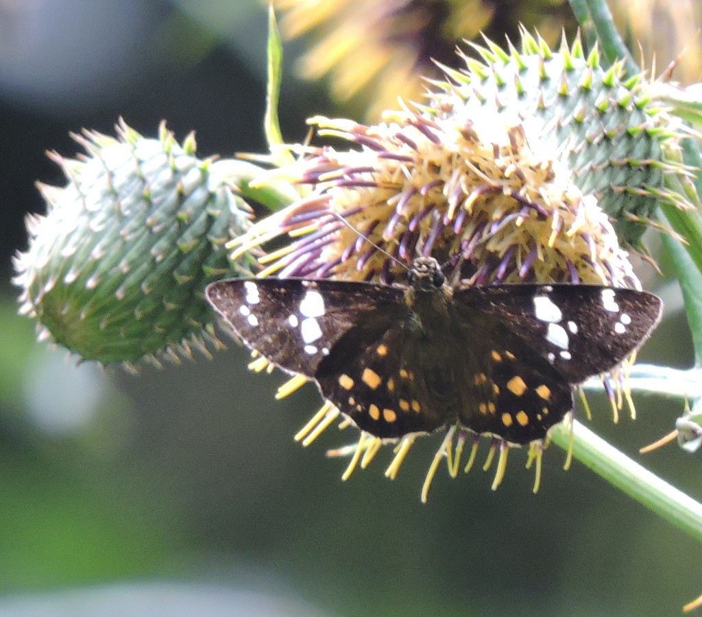 Large-spotted Flat