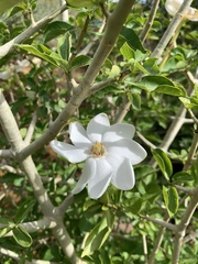 Gardenia